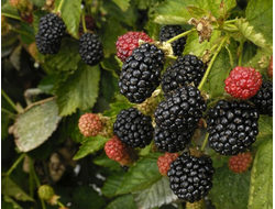 Торн фри (ежевика), 1год, ЗКС