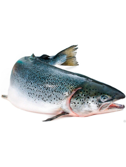 РЫБА СВЕЖЕМОРОЖЕНАЯ