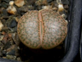 Lithops fulviceps C221 (MG) - 10 семян