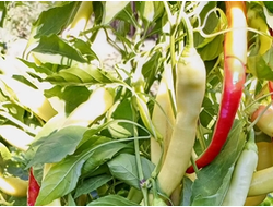 Перец острый Бочковой