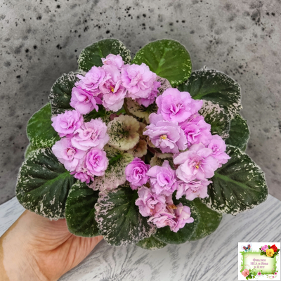 Rose Bouquet (G.T.Smith) (9028) 04/12/2001