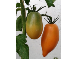 Семена томата Манго-Джанго