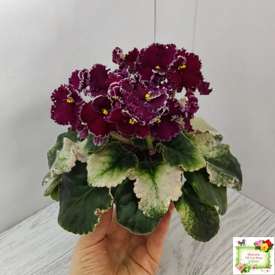 ЛЕ-Шелковые Кружева (Е. Лебецкая) 2017 г. (лист посажен 28.01.26)