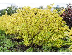 Дерен Ауреа - Aurea