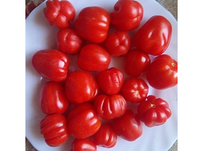 Томат Черри Аккордеон