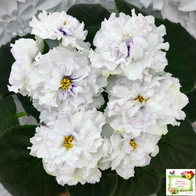 РМ-Прекрасный Жемчуг (Н. Скорнякова) 2022 г.