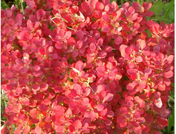 Барбарис Тунберга Lutin Rouge, C5