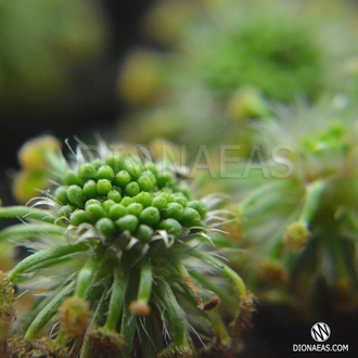 Drosera "Roseana"