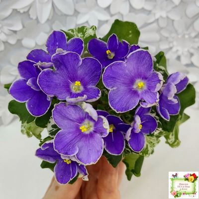 АВ-Контрольный Выстрел (Фиалковод) 2020 г. (пестролистный гёрл)