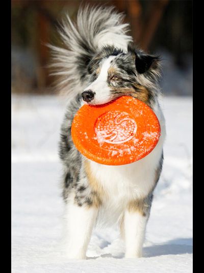 Тарелка летающая большая Doglike (оранжевый)