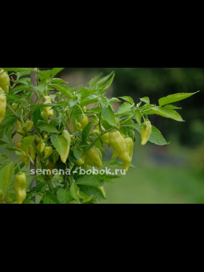 Перец сладкий Habanero Habanada  (Хабанеро Хабанада), 10 шт