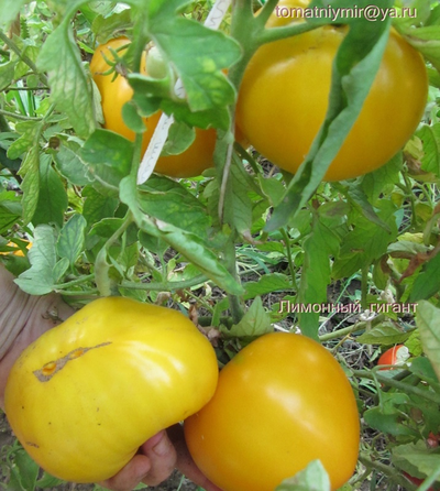 Томат Гигант лимонный