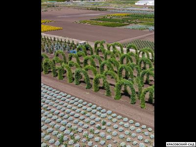 Топиар Арка из Лиственницы европейской