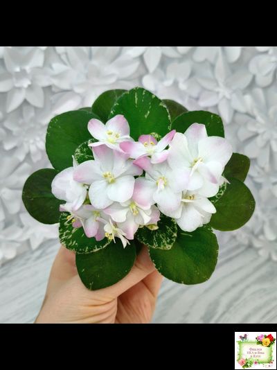 ЕЛ-Мама Леночка (Л. Еременко)