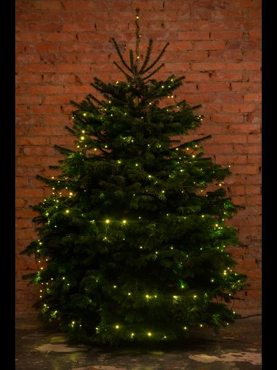 Пихта Нордмана 1,5 - 1,75 м