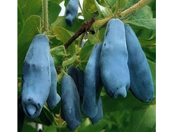 Жимолость Темная ночь