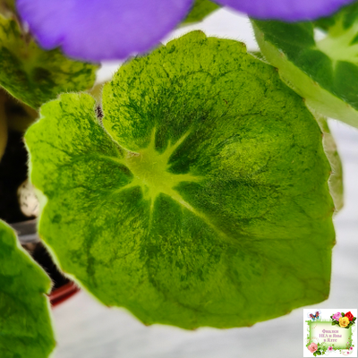 LV-Олег+Алиса (Л. Шевелева) 2025 г. (гёрл-лист с кроновой пестролистностью)