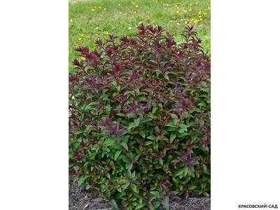 Купить спирея японская Мерло Грин в Москве в красовский-сад.рф