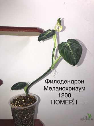 Philodendron Melanochrysum / Филодендрон Меланохризум