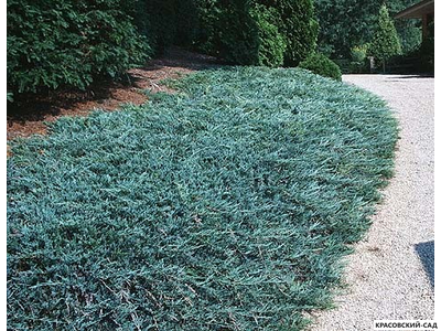 Можжевельник горизонтальный Блю Чип - Blue Chip