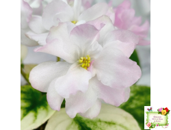 СВ-Город Грасс (О. Емельянова) 2024 г. трейлер (лист укоренённый)