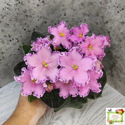 Nik-Хмельное Лето (Н. Булко) 2022 г. (крупная детка)