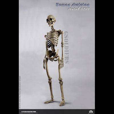 Человеческий скелет (из металла) - Коллекционная ФИГУРКА 1/6 scale THE HUMAN SKELETON (DIECAST ALLOY) (BS011) - COOMODEL