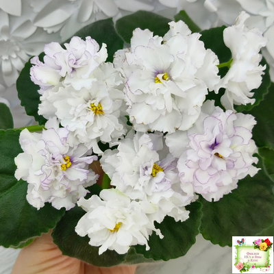 РМ-Прекрасный Жемчуг (Н. Скорнякова) 2022 г.