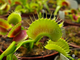 Dionaea muscipula Crested petioles