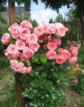 Лавиния (Lawinia) роза, корнесобств С2