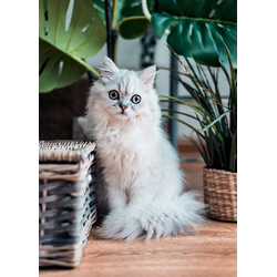 D0586 Удивленный кот