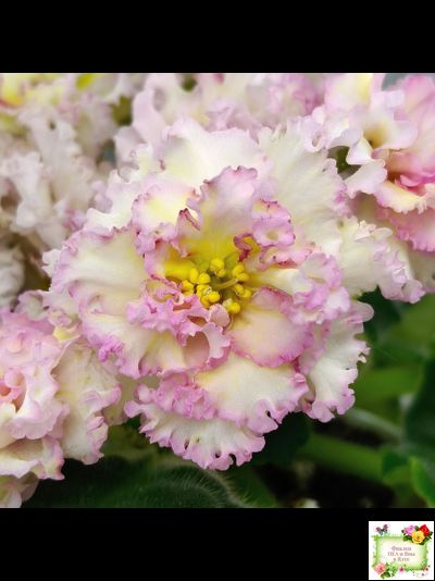 ЛЕ-Злато Скифов (Е. Лебецкая) 2015 г.