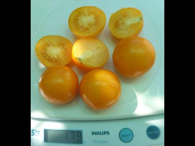 Томат Нижегородский кудяблик