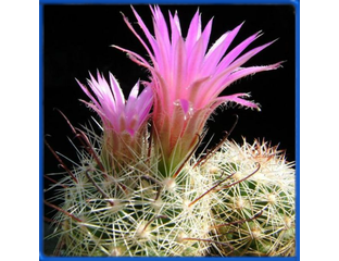 cabbage tree plant Shop 'Cordyline australis  Cabbage Tree' Care and Info