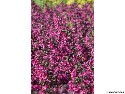 Вейгела цветущая Виктория фото в ландшафте красовский-сад.рф