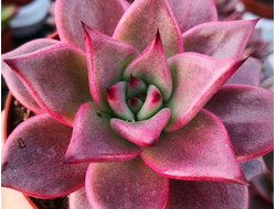 Echeveria Taurus - Эхеверия Таурус, Эхеверия телец, Echeveria agavoides Taurus