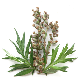Полынь обыкновенная (Artemisia vulgaris) 10 мл - 100% натуральное эфирное масло