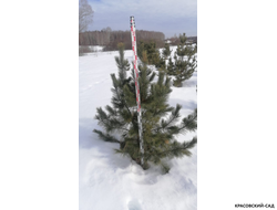 Кедр - фото в питомнике 8 - красовский-сад.рф