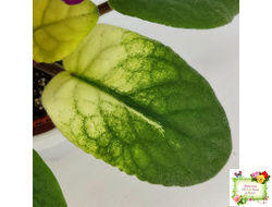 ЕК-Бой Быков Голд (Е. Коршунова) 2014 г.