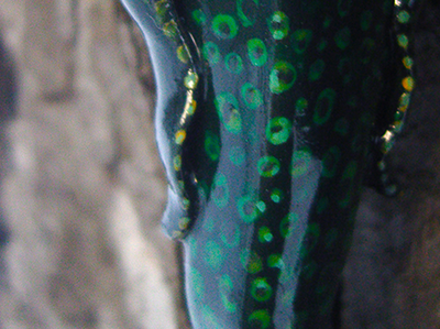 Рыба Древних. Необычный кулон с морским существом (украшение в морском стиле)