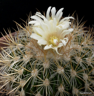 Echinofossulocactus albatus - 5 семян