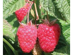 Малина Краса России