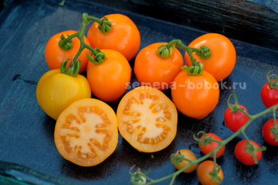 Томат Dwarf Orange Tree (Гном Апельсиновое дерево), 10 шт