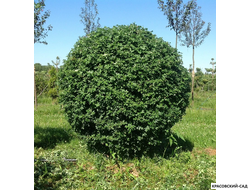 Топиар Боярышник однопестичный в форме шара