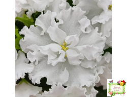 Свадебный Букет (К. Морев)