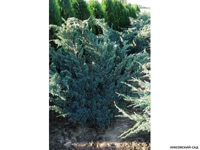 Можжевельник чешуйчатый Мейери Компакта - Meyeri Compacta