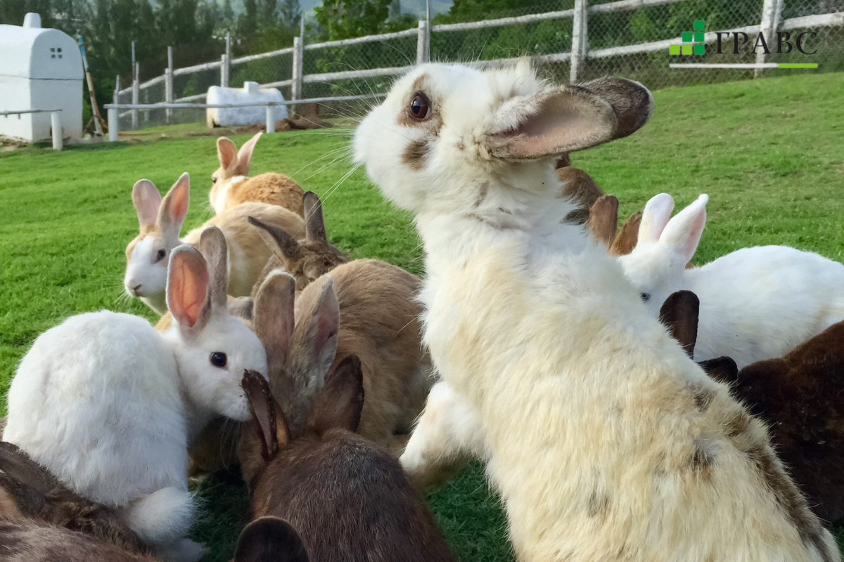 Датчики температуры для применения на животноводческих фермах купить