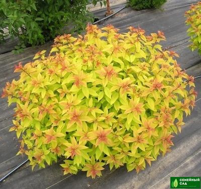 Спирея японская  "Голд принцесс"