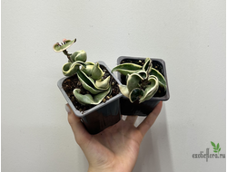 24/07/2025  ⁠Hoya Carnosa Regalis