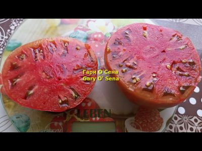 Томат Гари о Сена (Gary'O Sena)